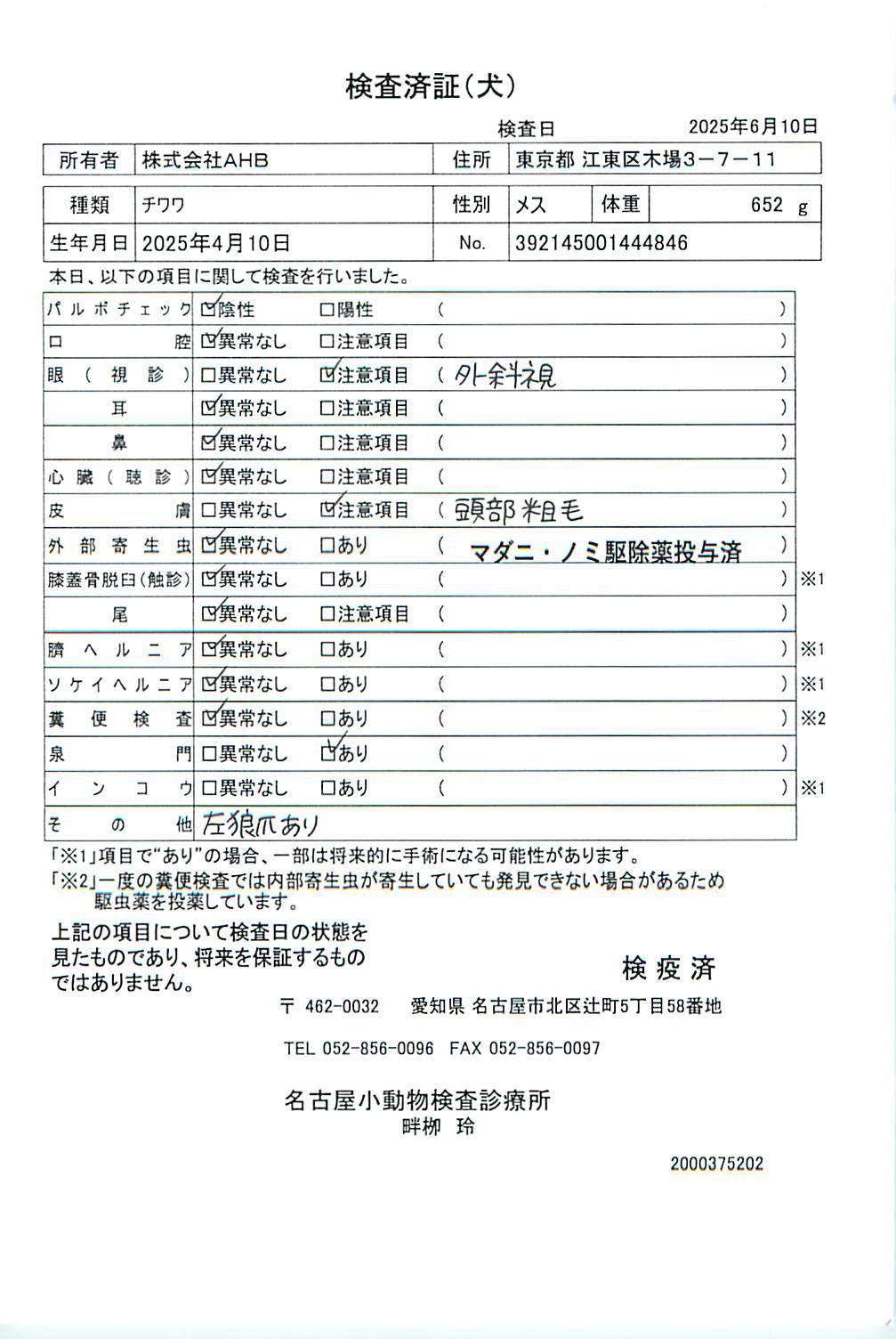 チワワ