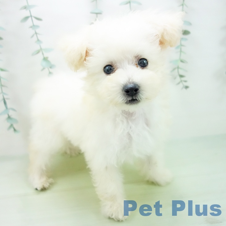 石川県のトイプードル(トイ) (ペットプラス白山店/2025年4月1日生まれ/男の子/ホワイト)の子犬