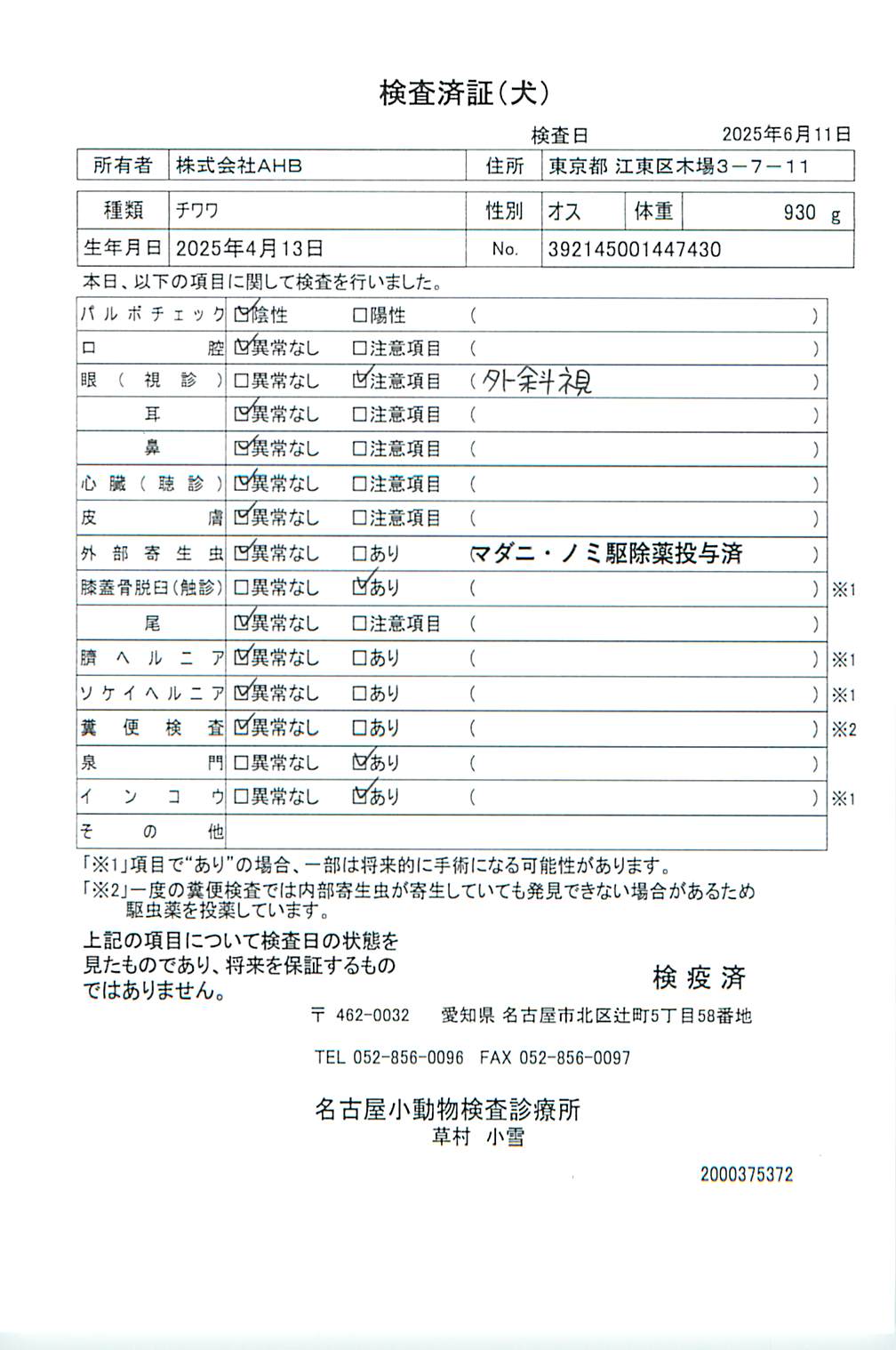 チワワ