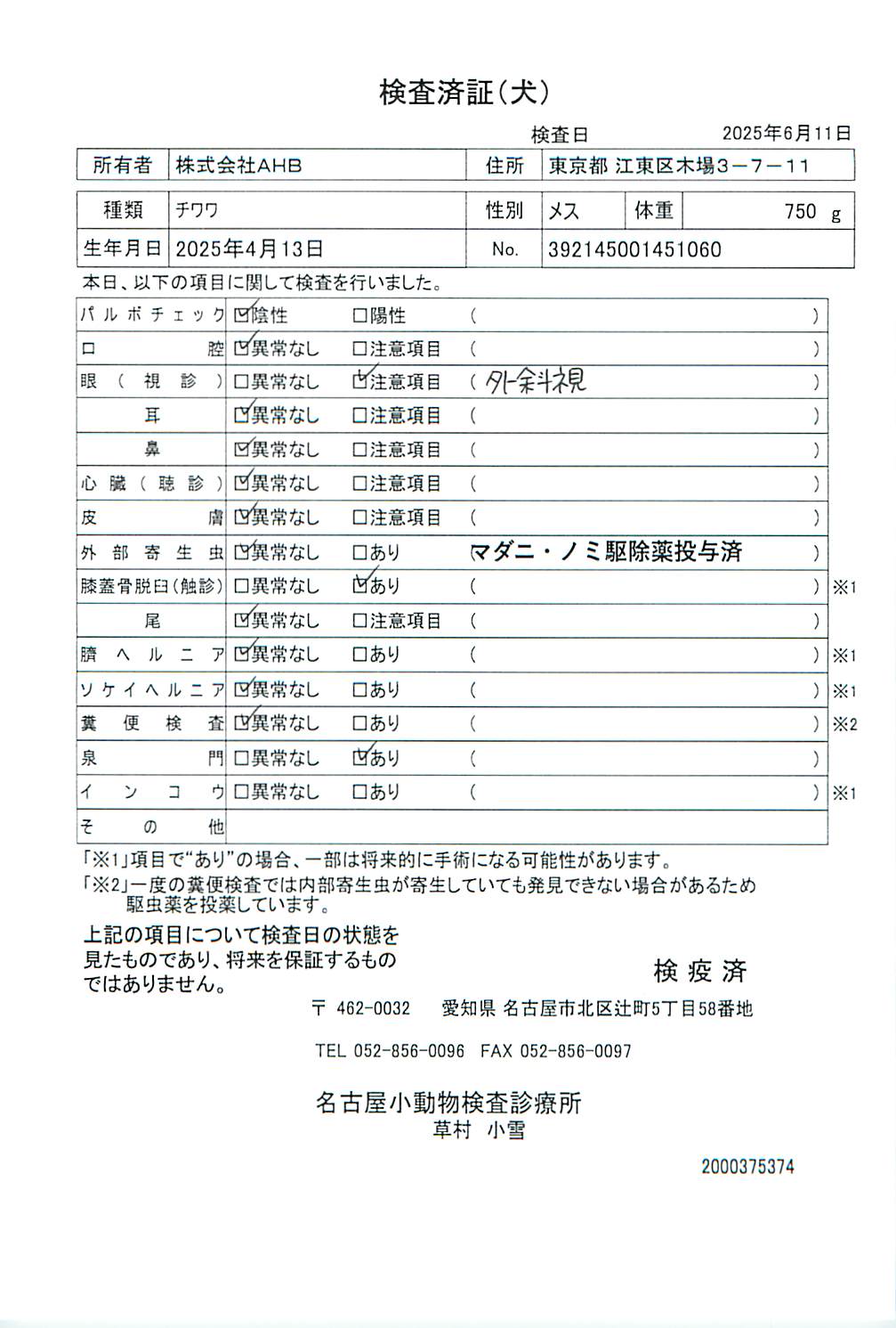 チワワ
