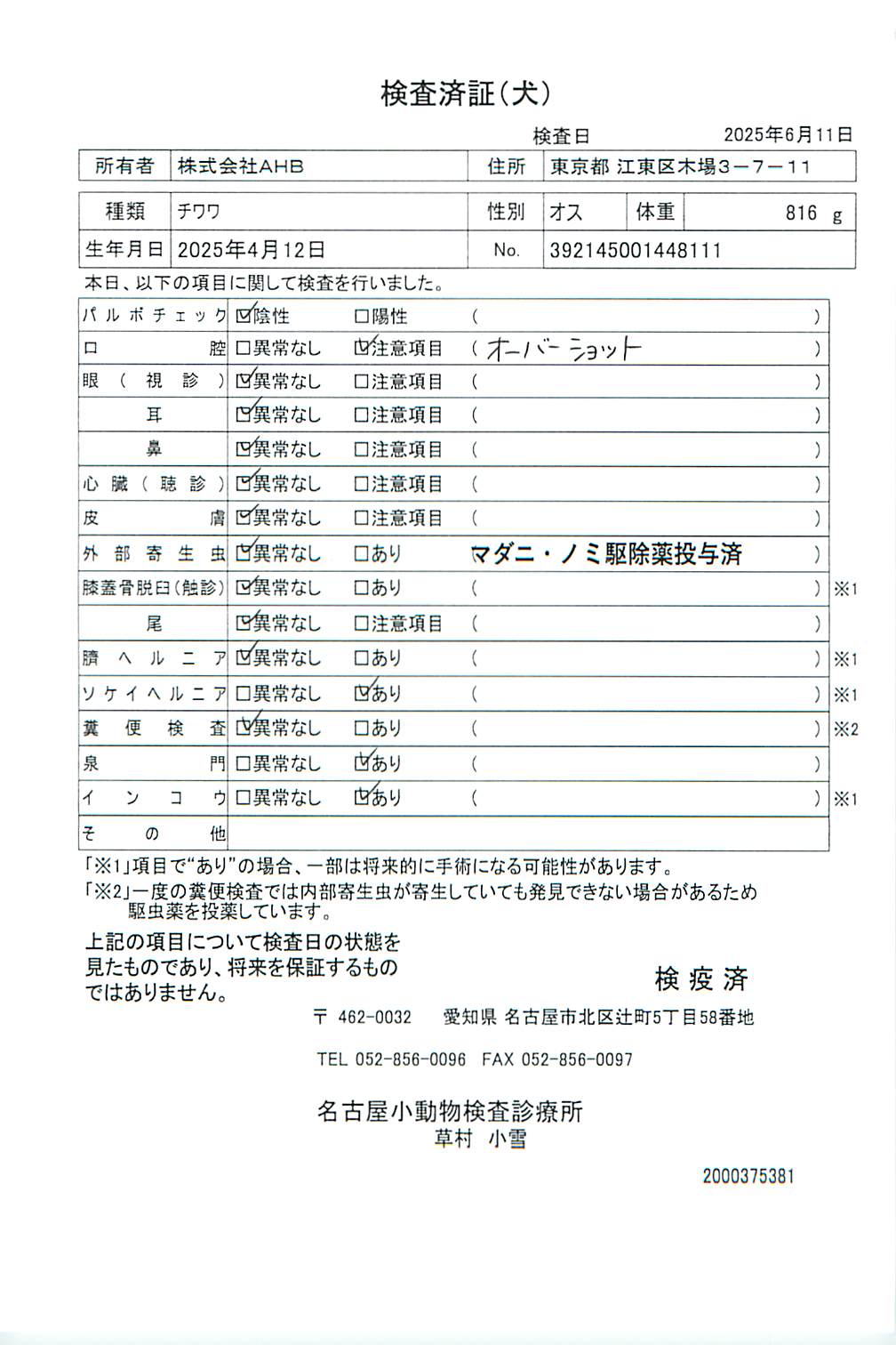チワワ