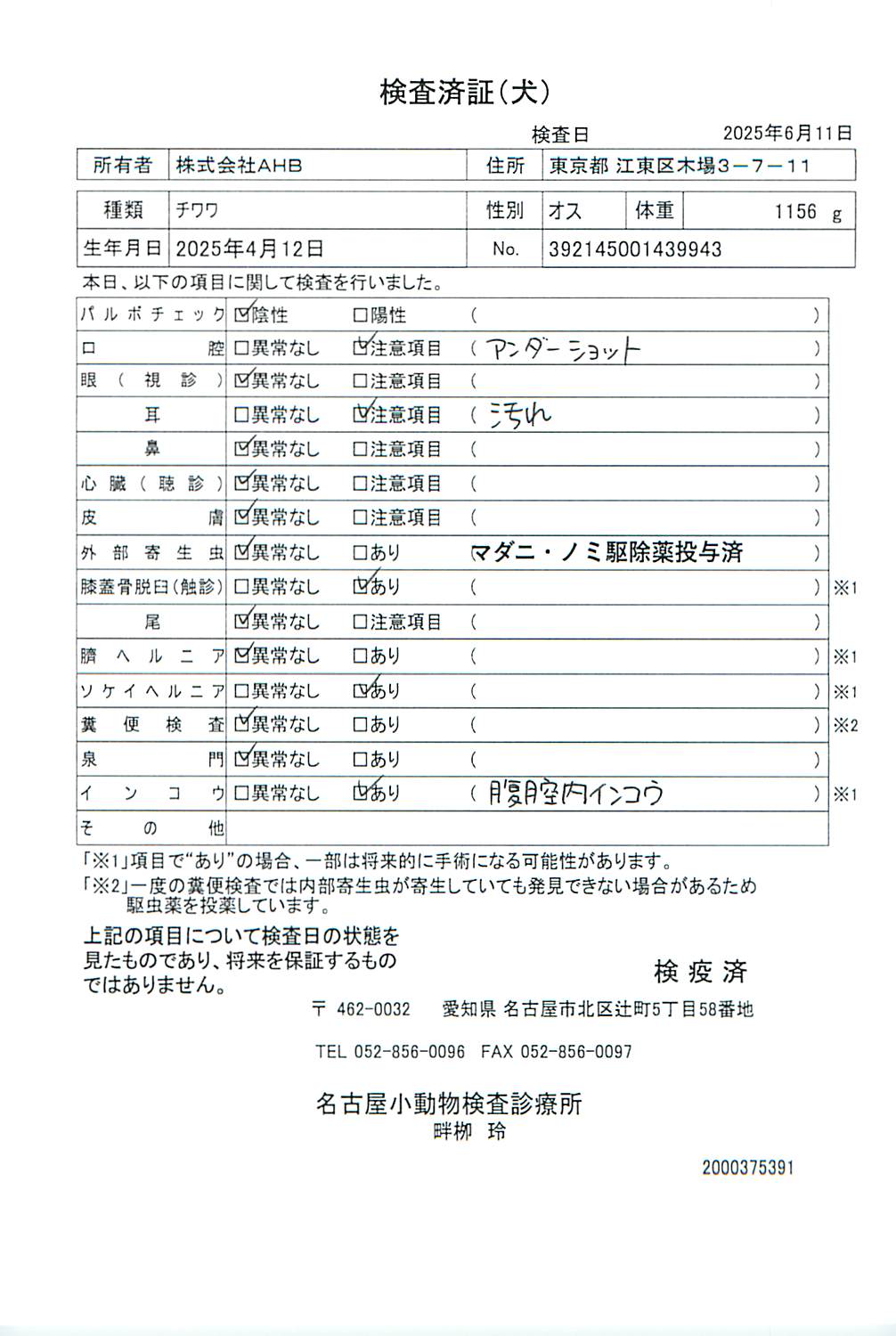 チワワ