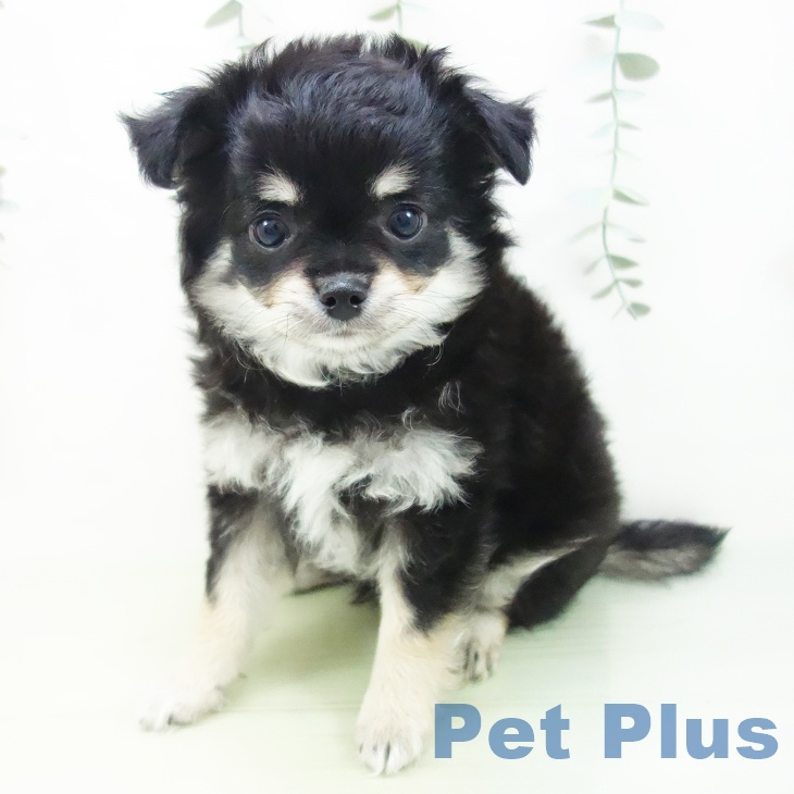 富山県のチワワ(ロング) (ペットプラス高岡店/2025年4月12日生まれ/男の子/ブラックタン)の子犬