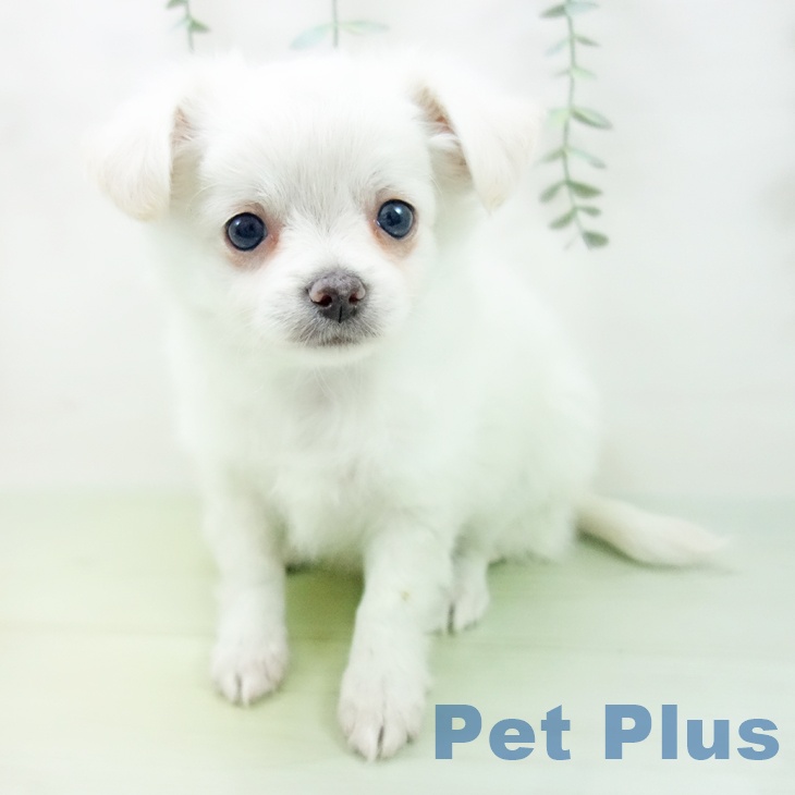 福井県のチワワ(ロング) (ペットプラス福井店/2025年4月12日生まれ/女の子/クリーム)の子犬