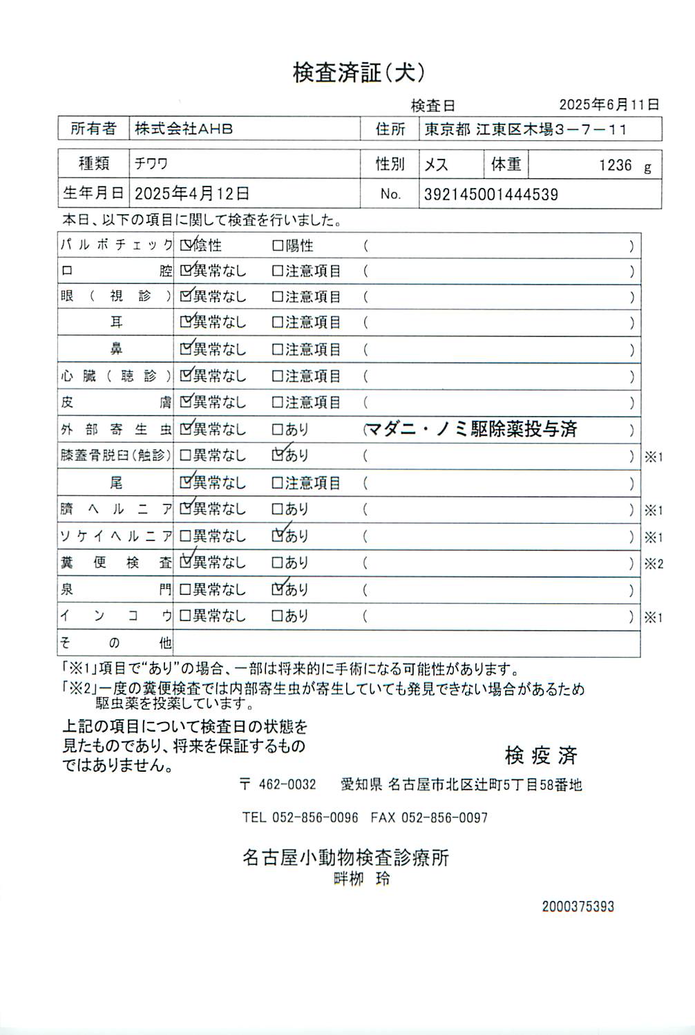 チワワ