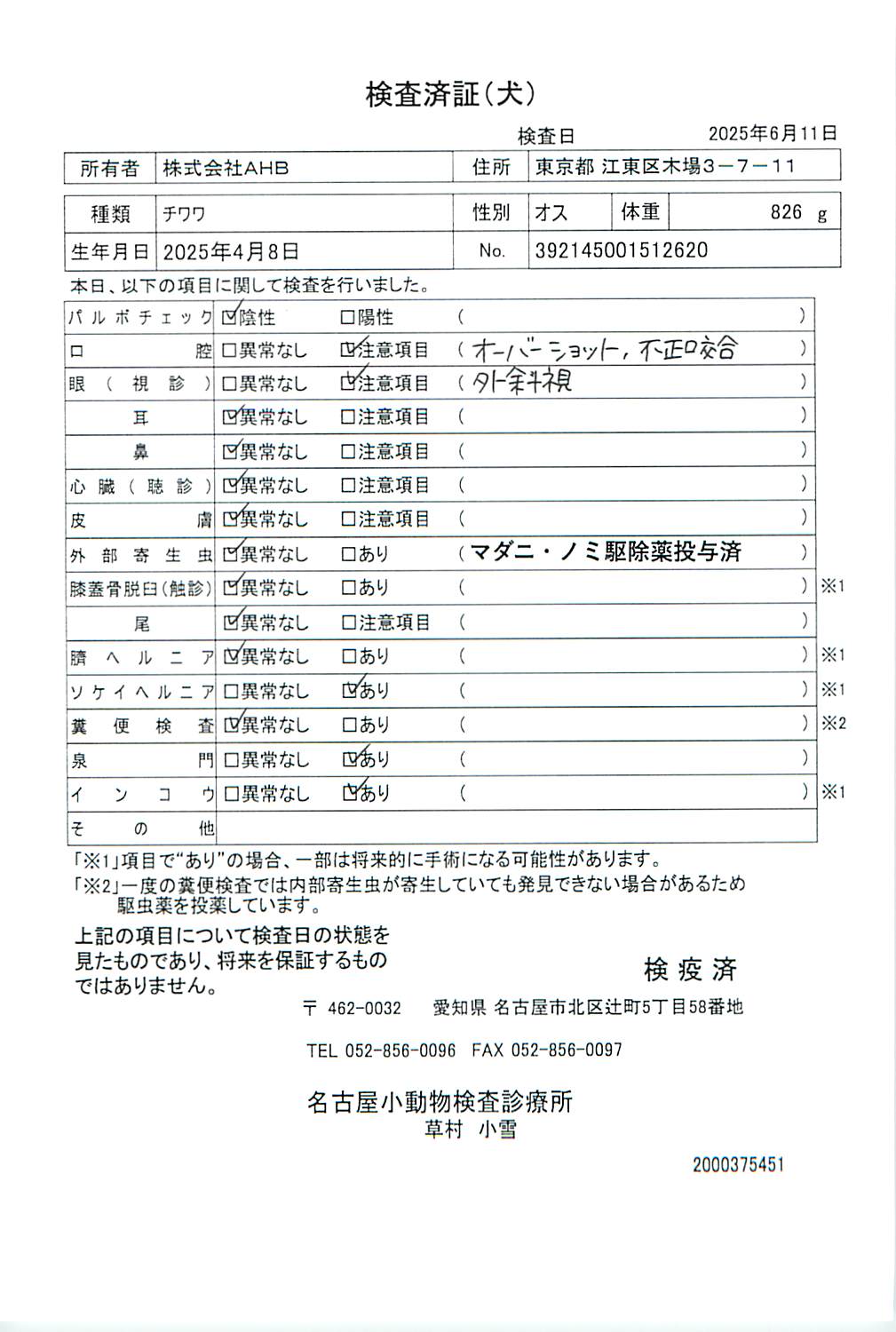 チワワ