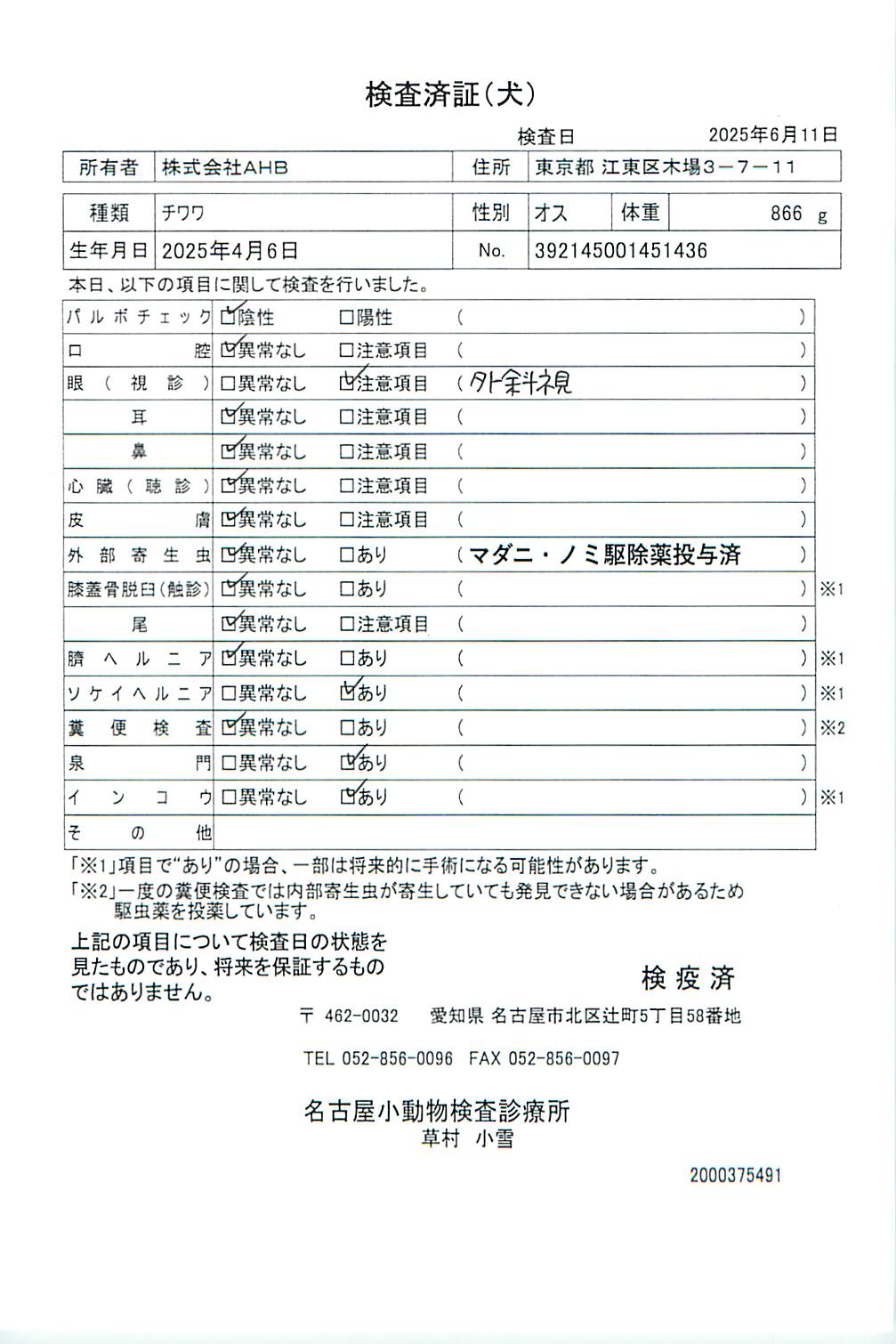 チワワ