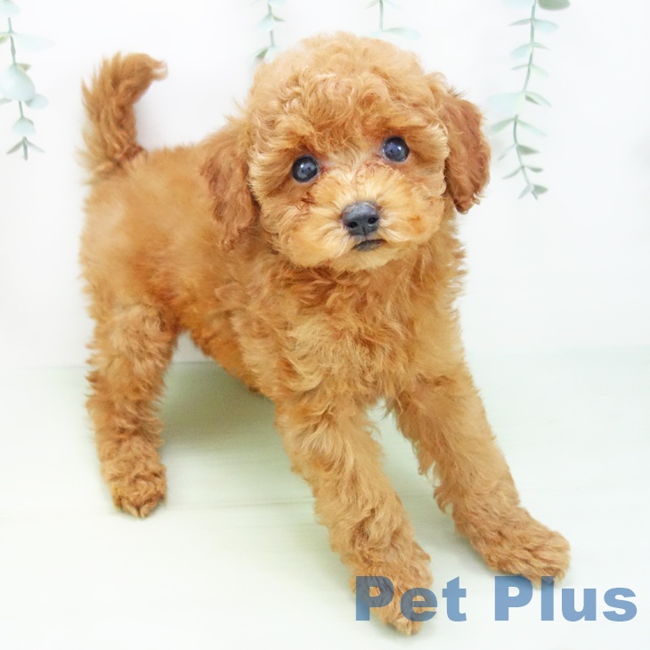 三重県のトイプードル(トイ) (ペットプラス津南店/2025年4月15日生まれ/男の子/レッド)の子犬