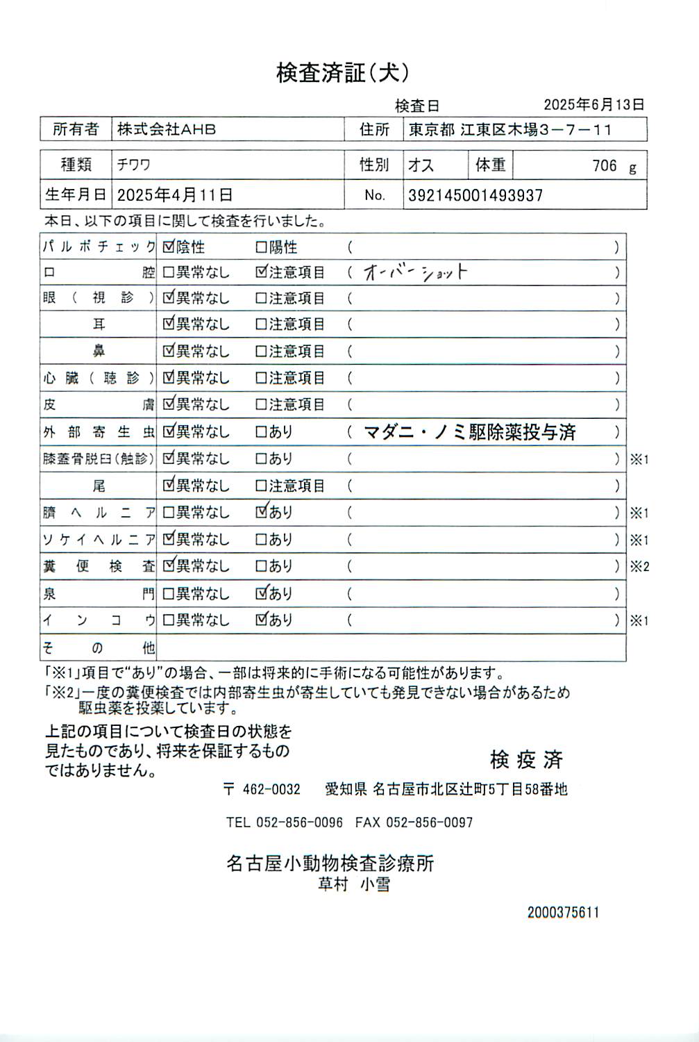 チワワ