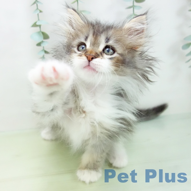 ノルウェージャンフォレストキャットの写真2