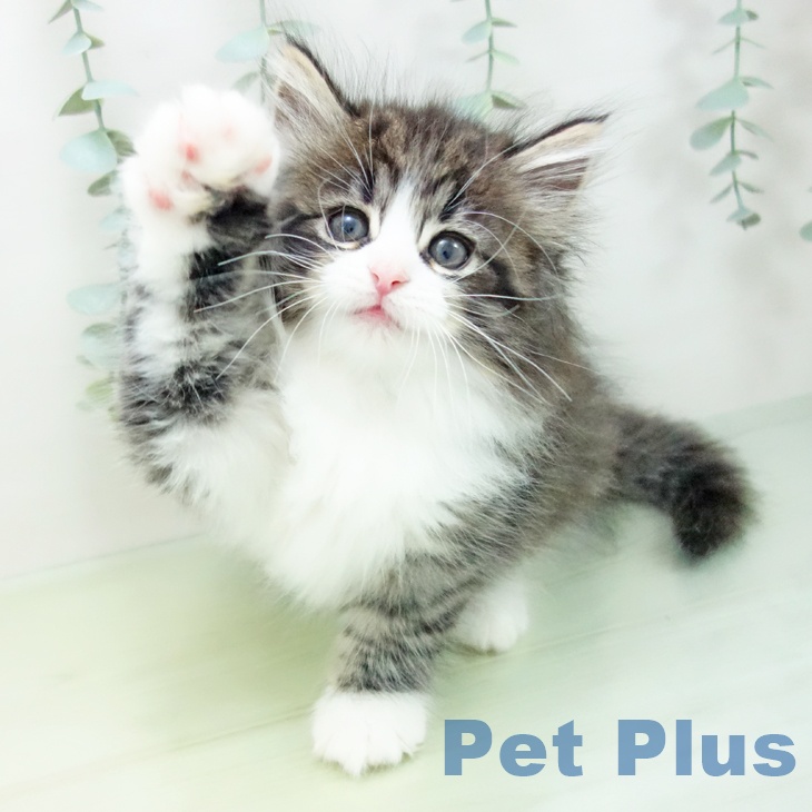 ノルウェージャンフォレストキャット