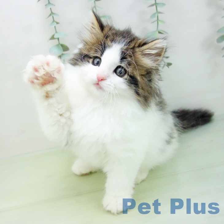 ノルウェージャンフォレストキャットの写真2