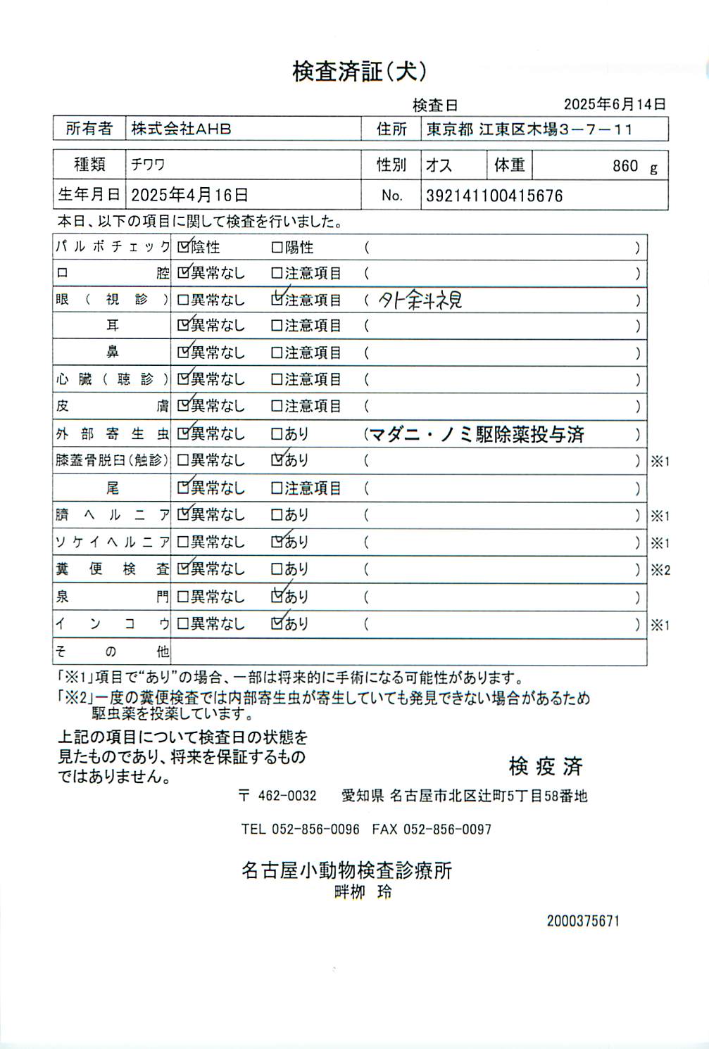 チワワ