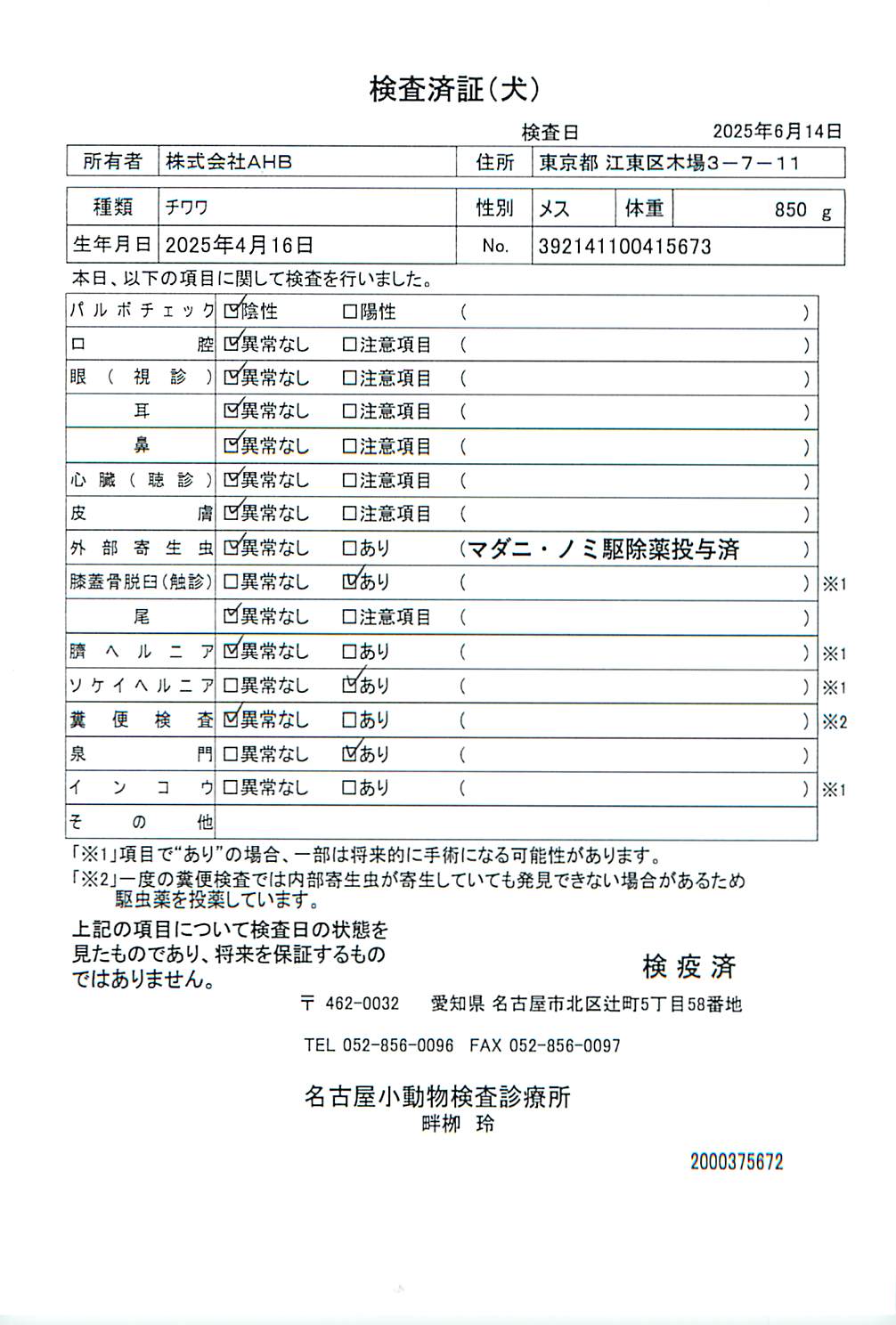 チワワ