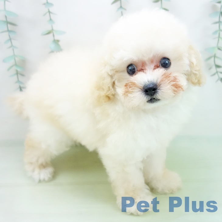 三重県のトイプードル(トイ) (ペットプラス桑名店/2025年4月15日生まれ/女の子/クリーム)の子犬