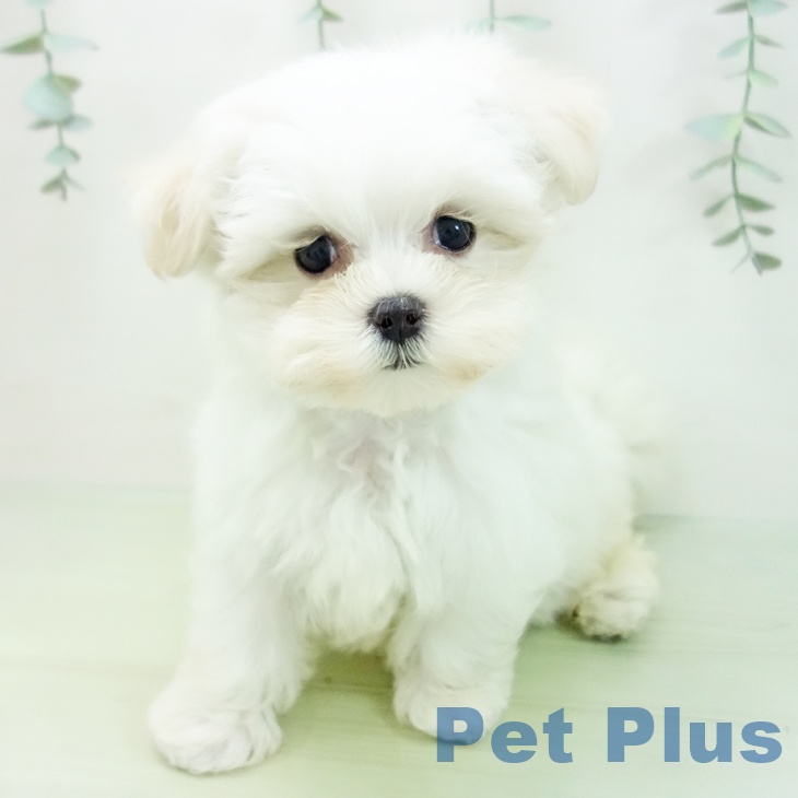 埼玉県のマルチーズ (ペットプラス羽生店/2025年4月15日生まれ/女の子/ホワイト)の子犬
