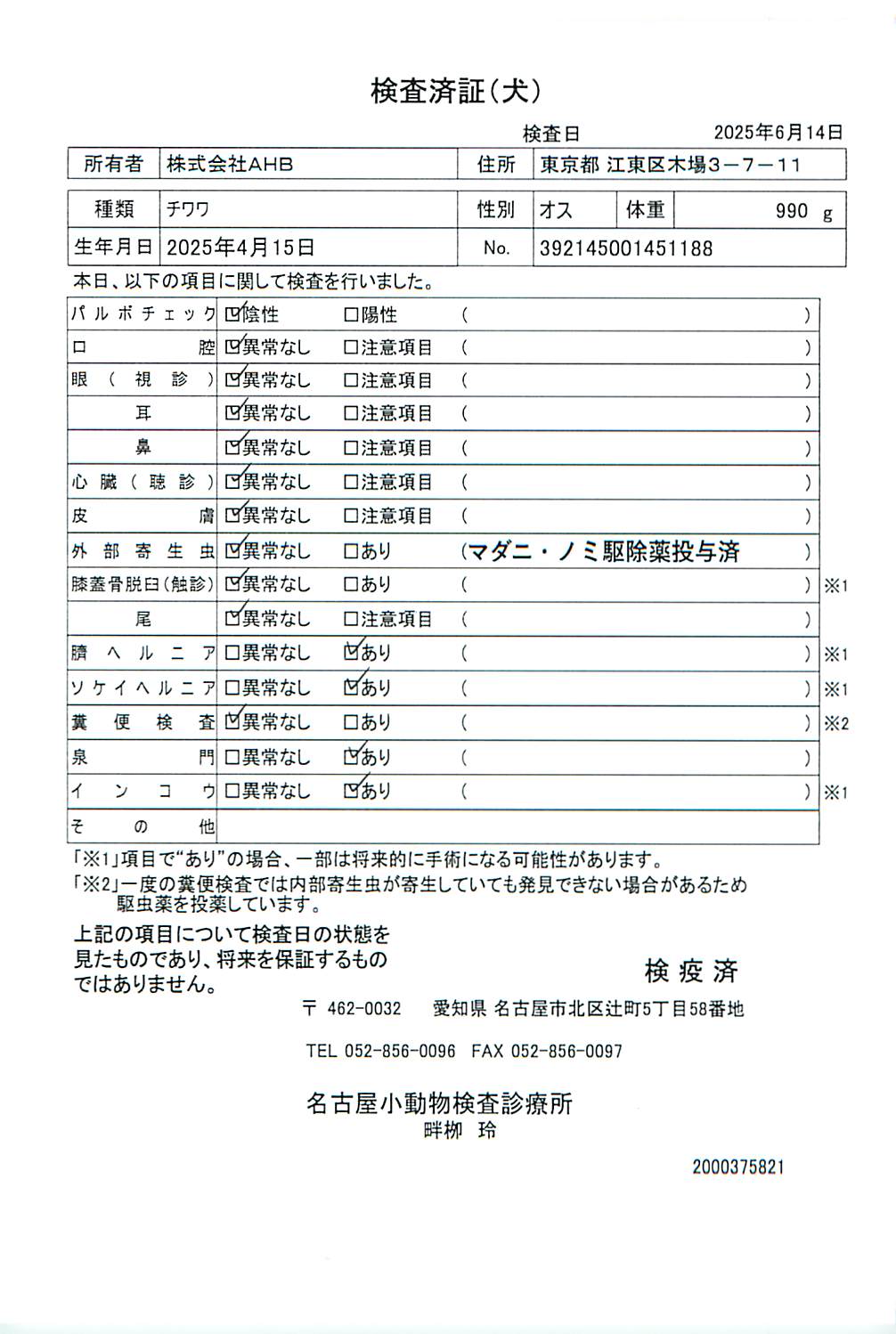 チワワ