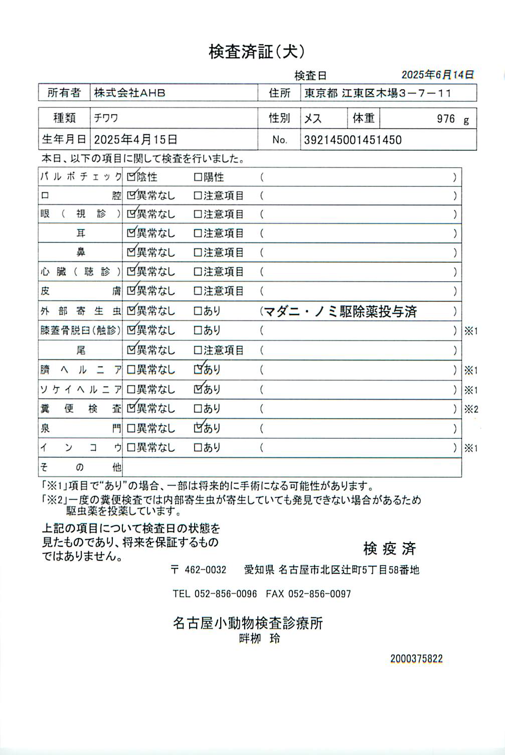 チワワ