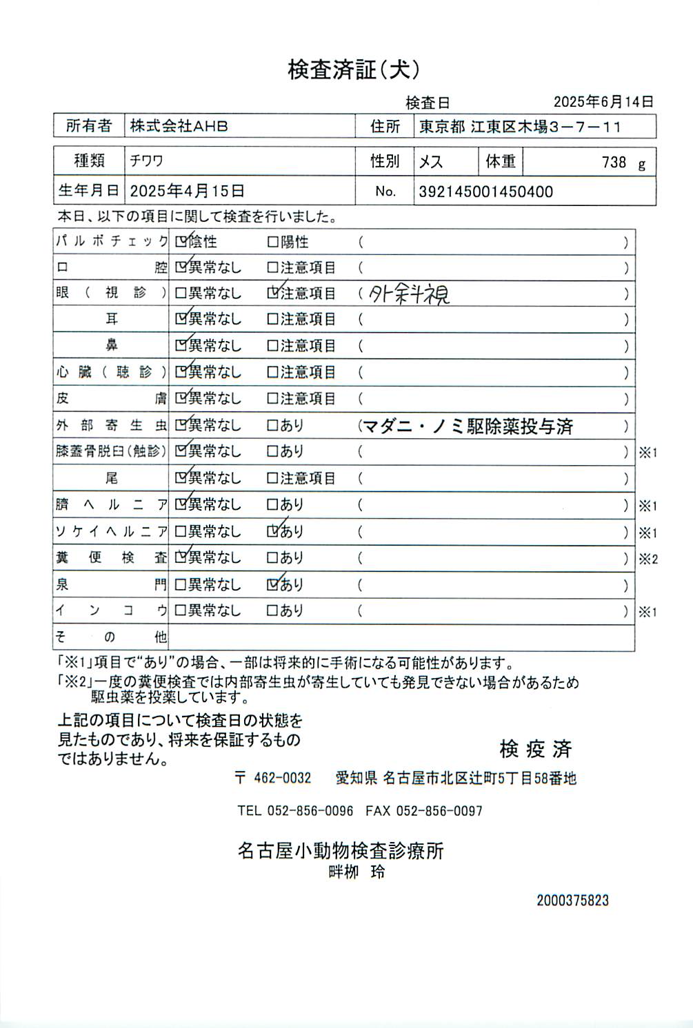チワワ