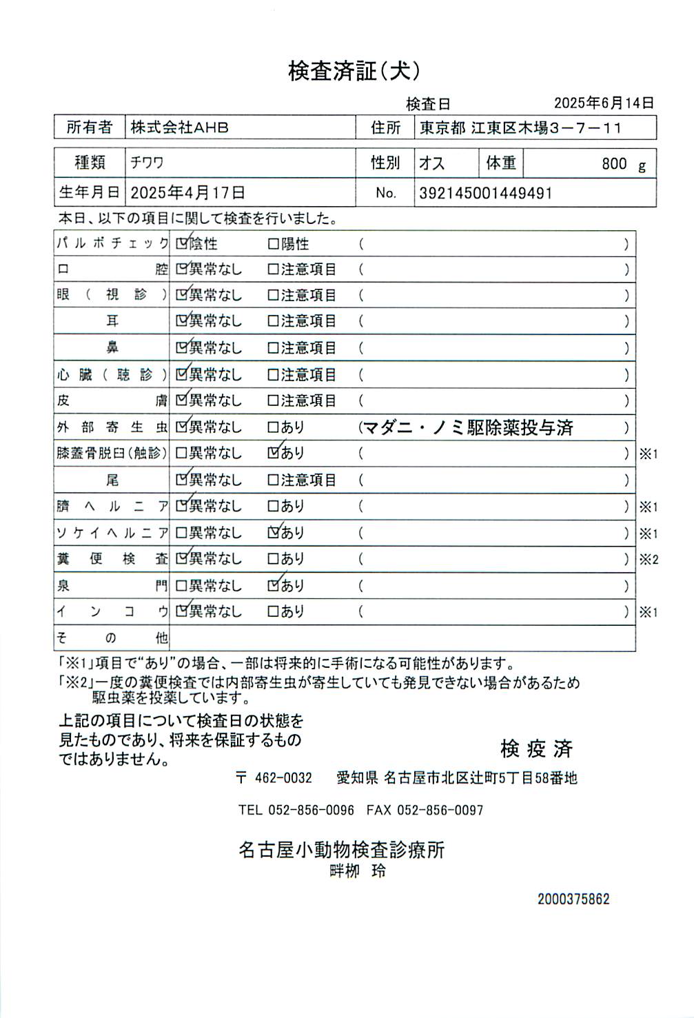 チワワ