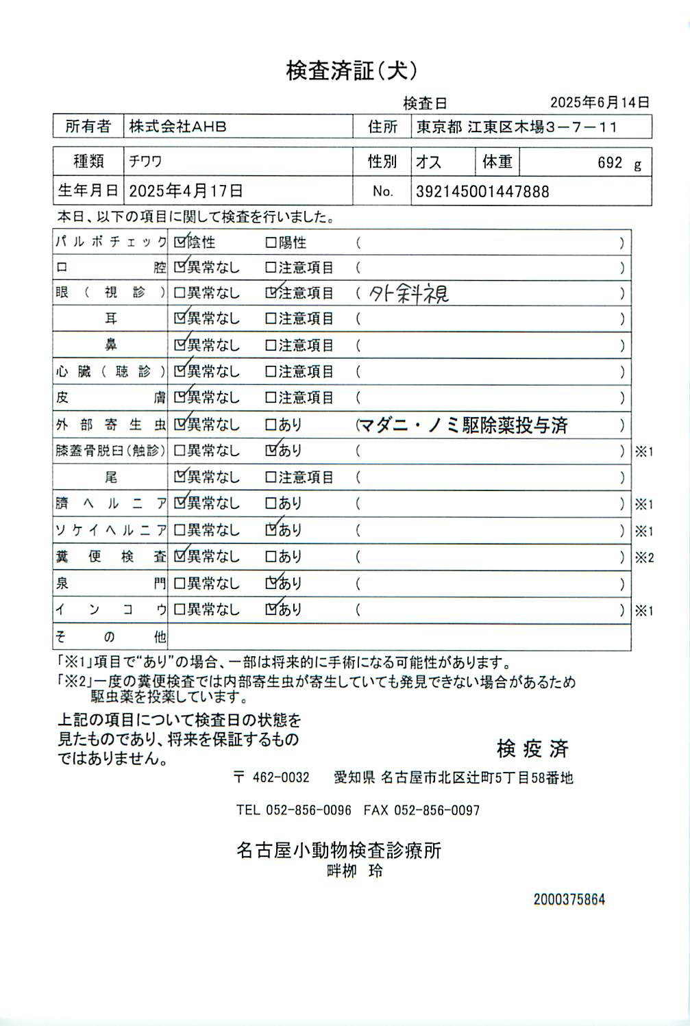 チワワ