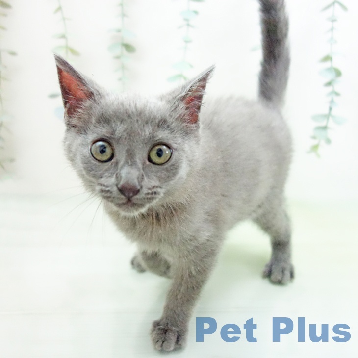 沖縄県のシャルトリュー (ペットプラス南風原店/2025年4月14日生まれ/男の子/ブルー)の子猫の1枚目の画像