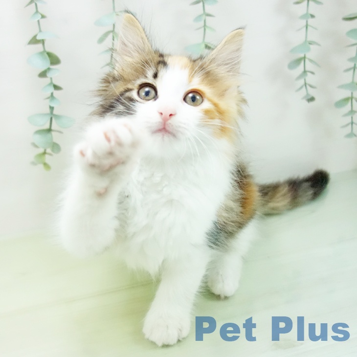 ノルウェージャンフォレストキャット
