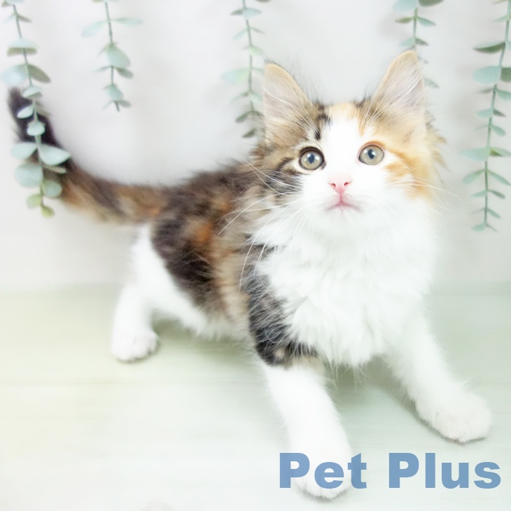 ノルウェージャンフォレストキャットの写真2