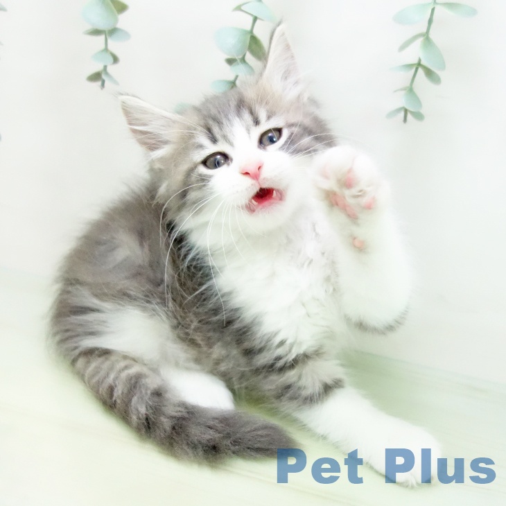 ノルウェージャンフォレストキャットの写真2