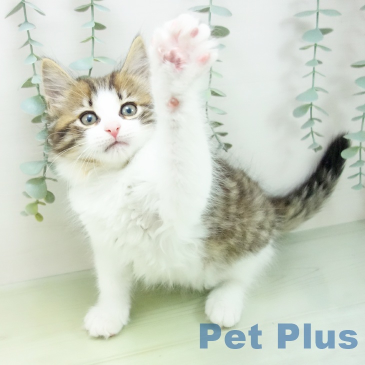 ノルウェージャンフォレストキャットの写真2