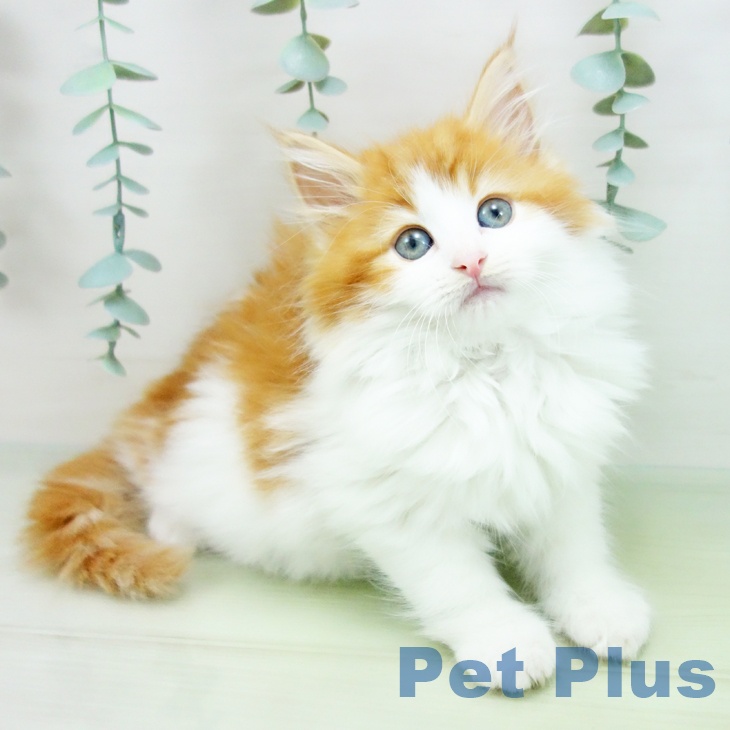 ノルウェージャンフォレストキャット