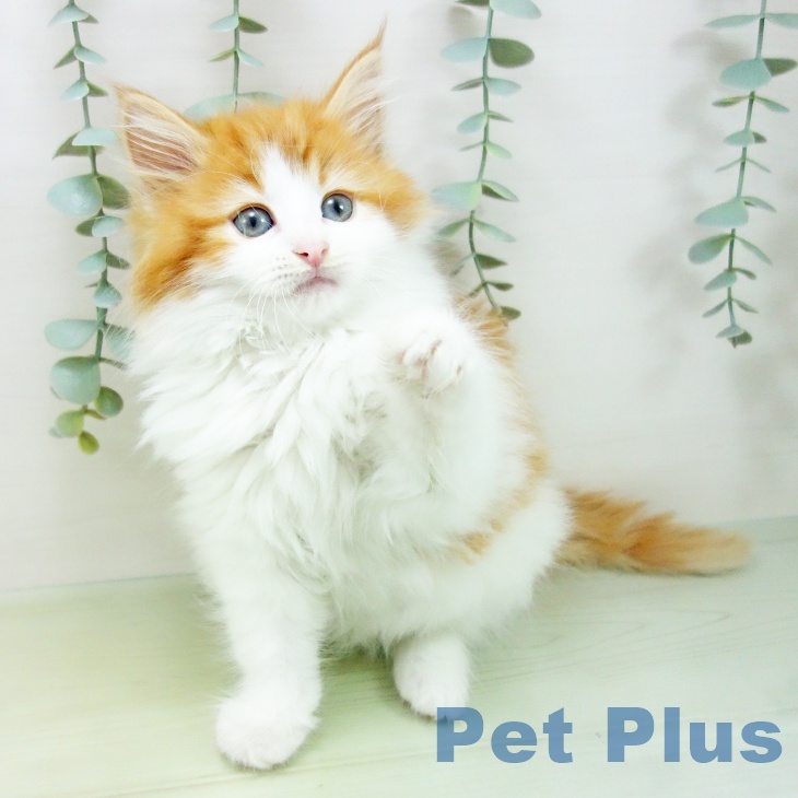 ノルウェージャンフォレストキャットの写真2