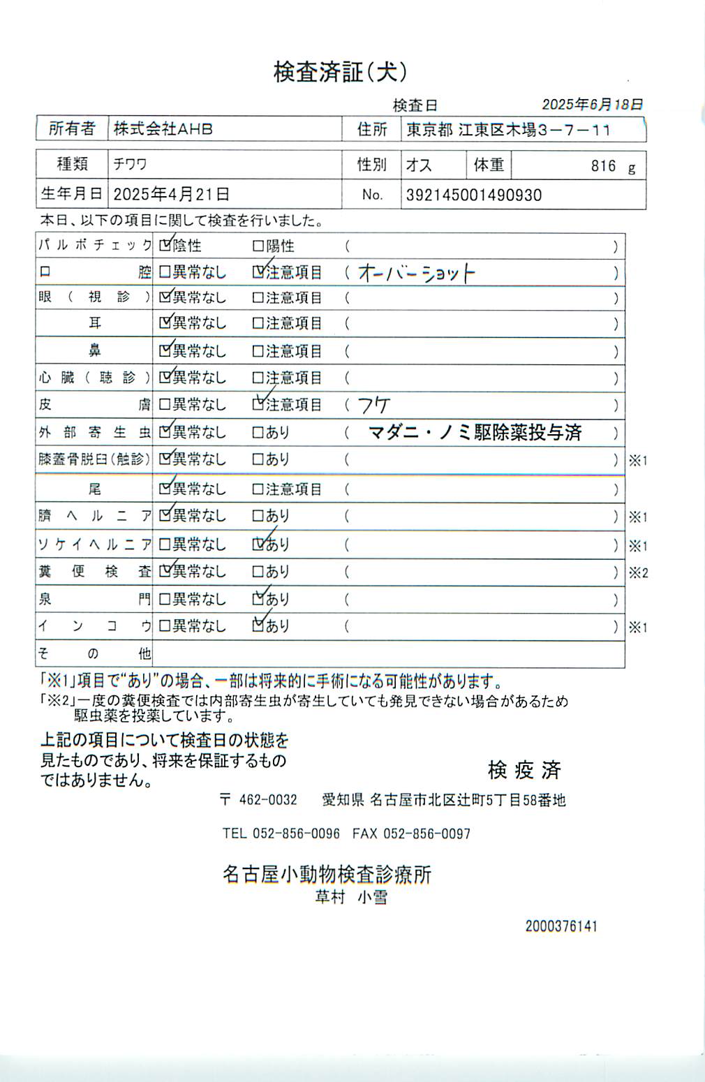 チワワ