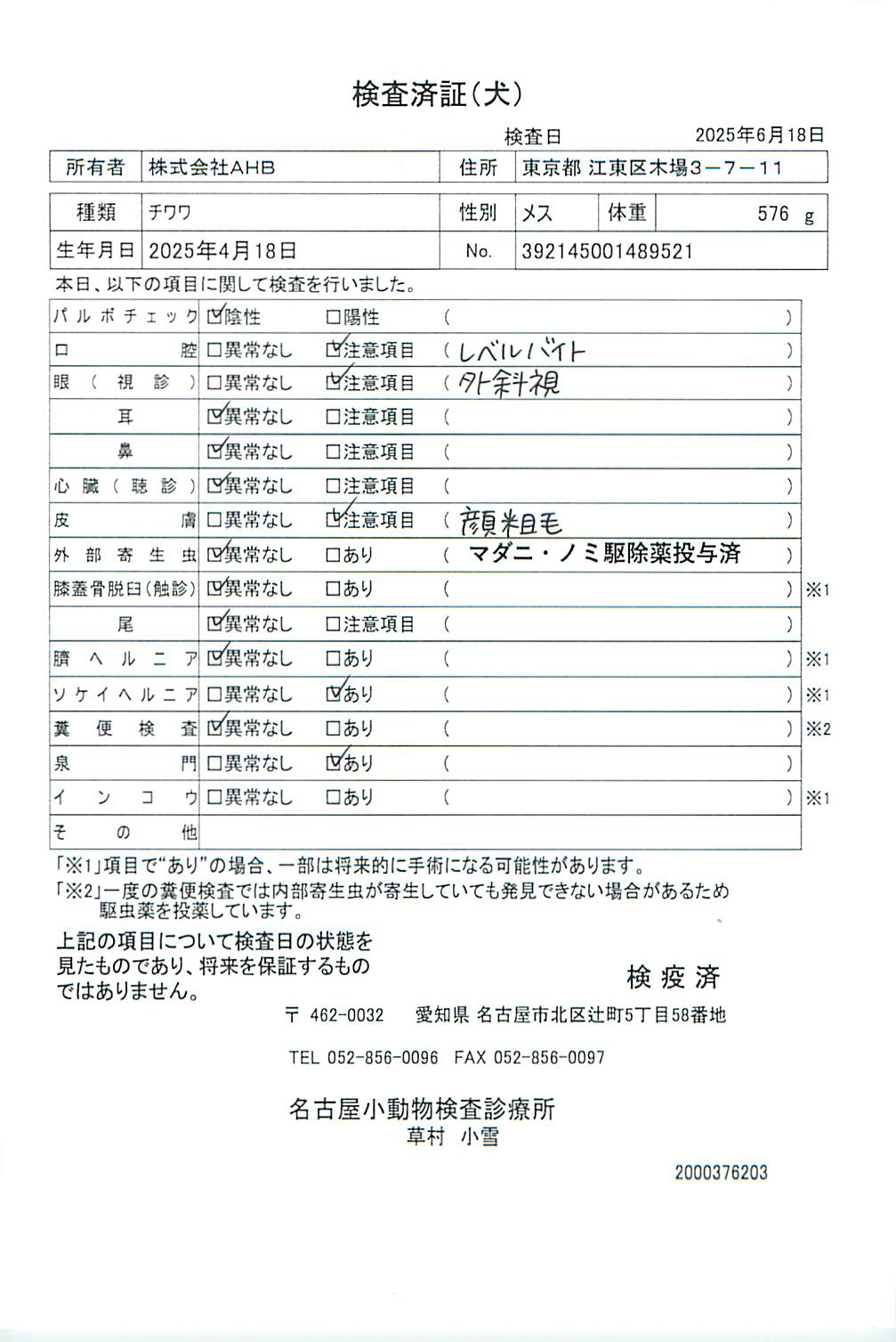チワワ