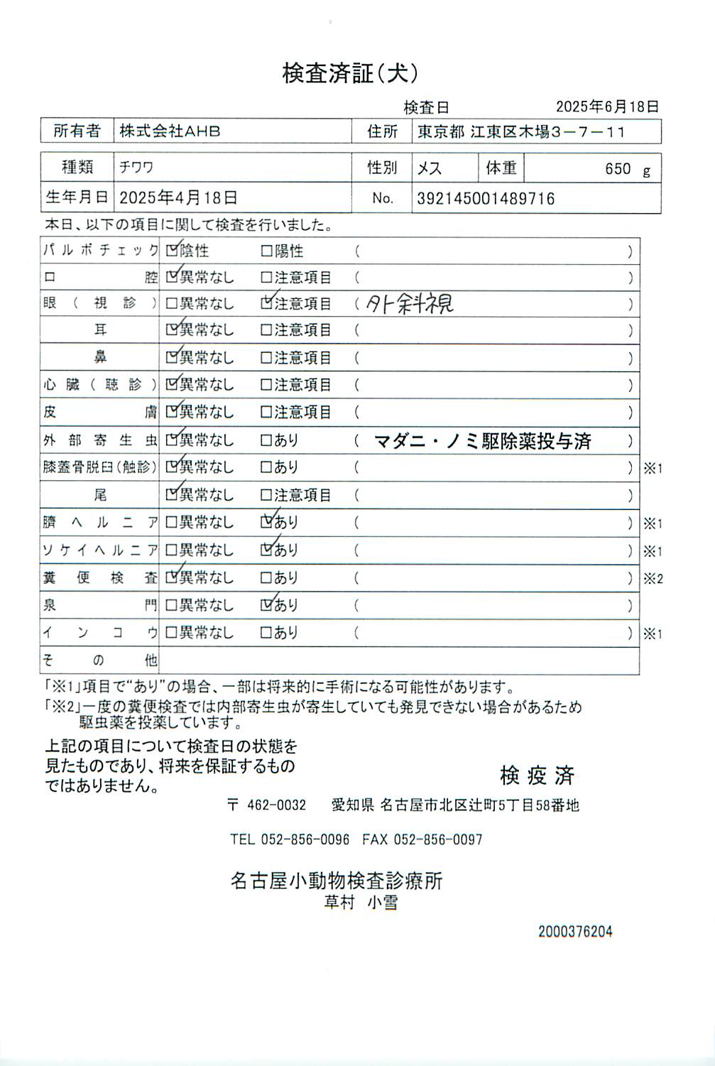チワワ