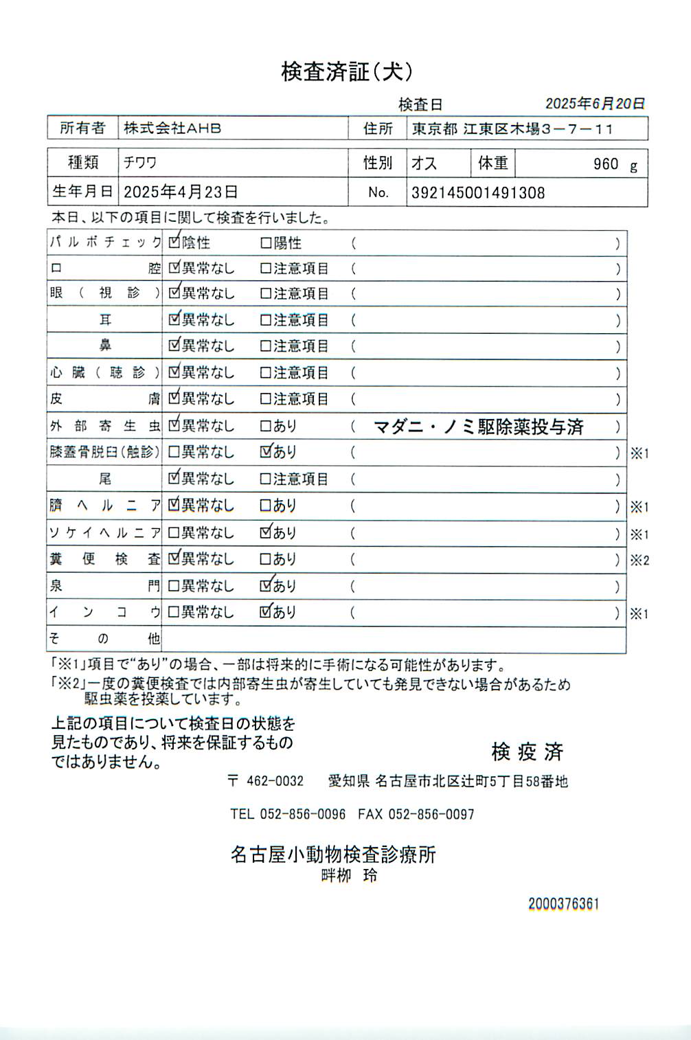 チワワ