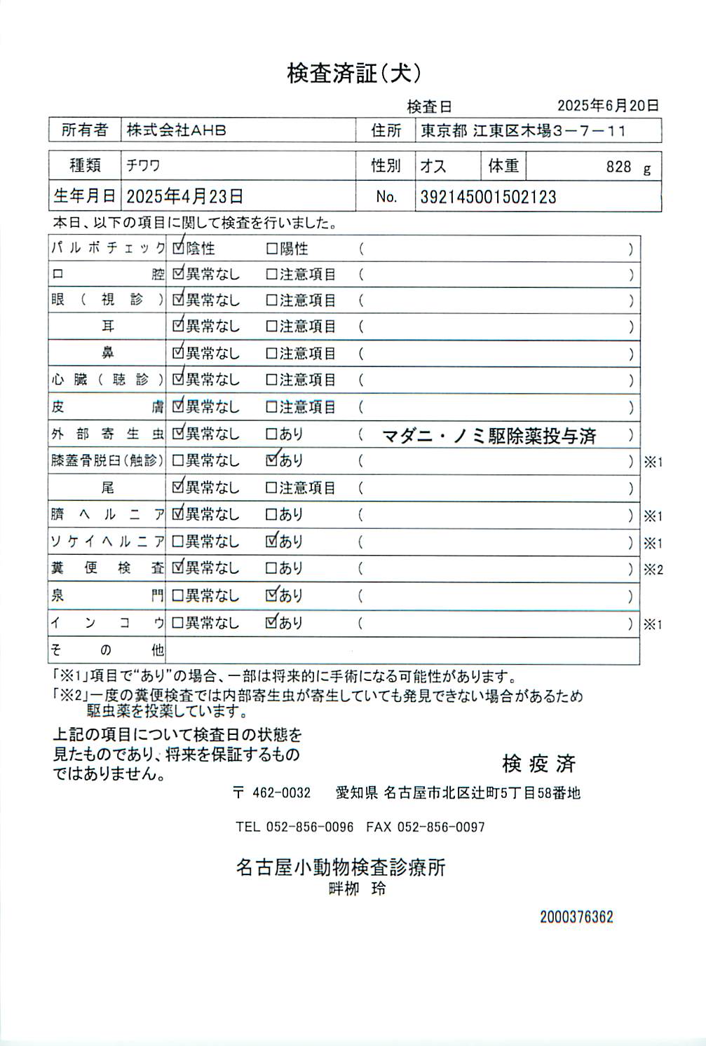 チワワ