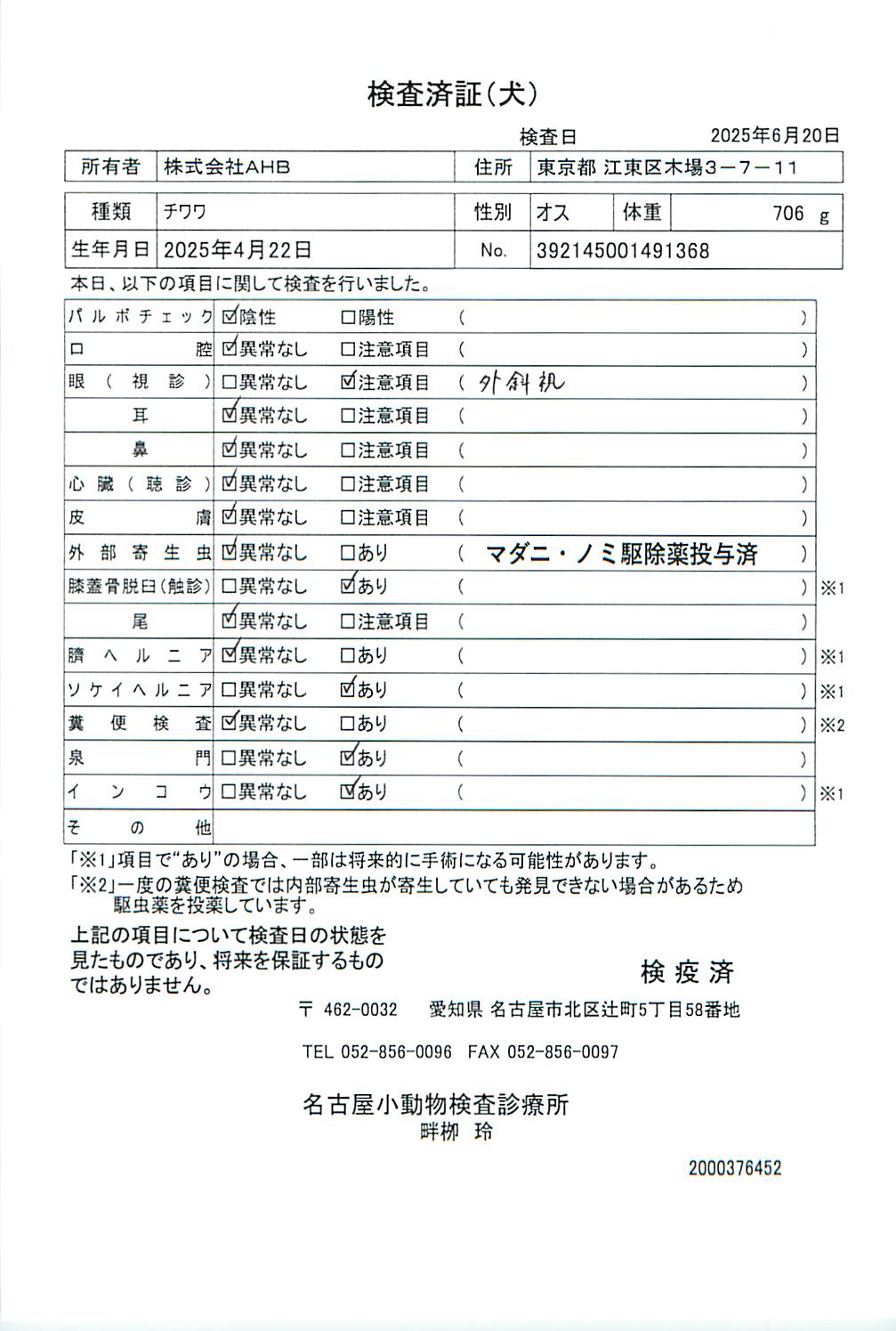 チワワ