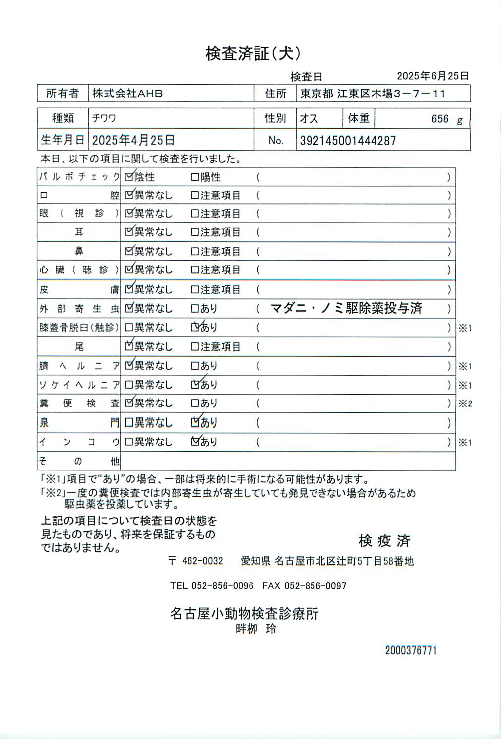 チワワ