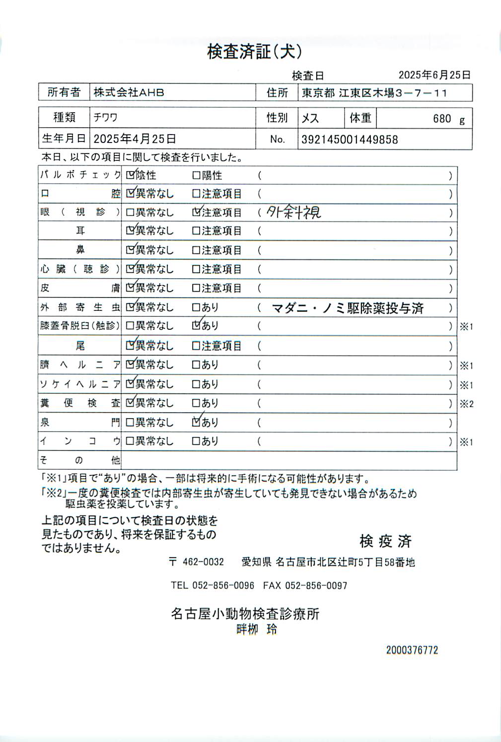 チワワ