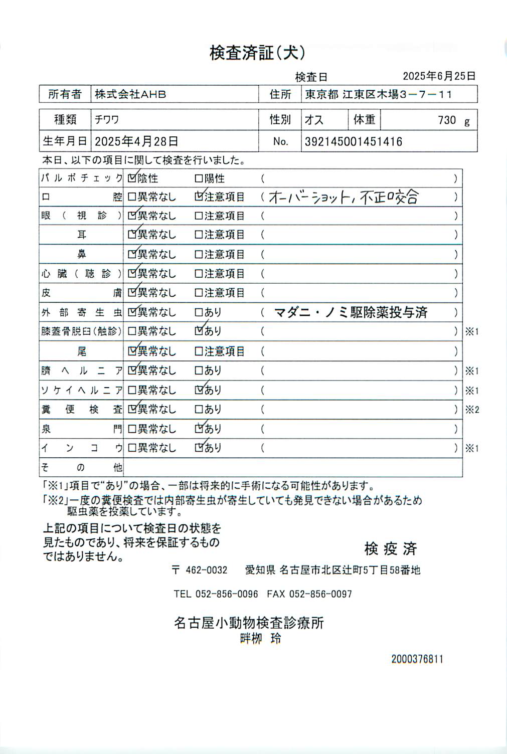 チワワ