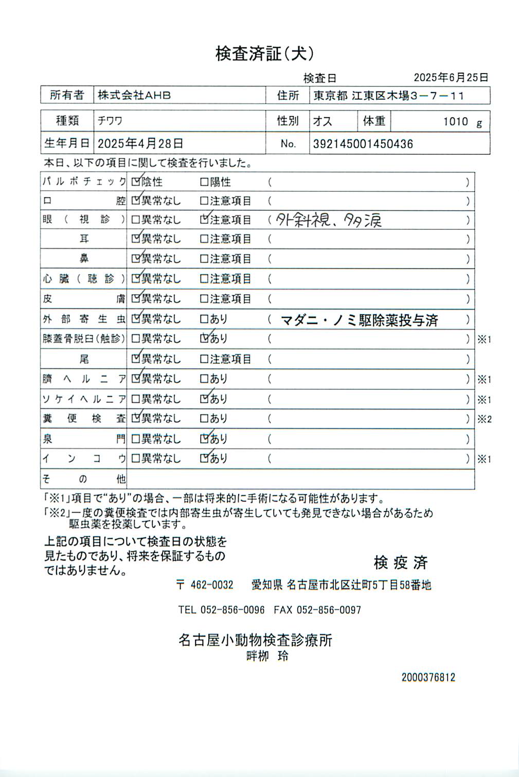 チワワ