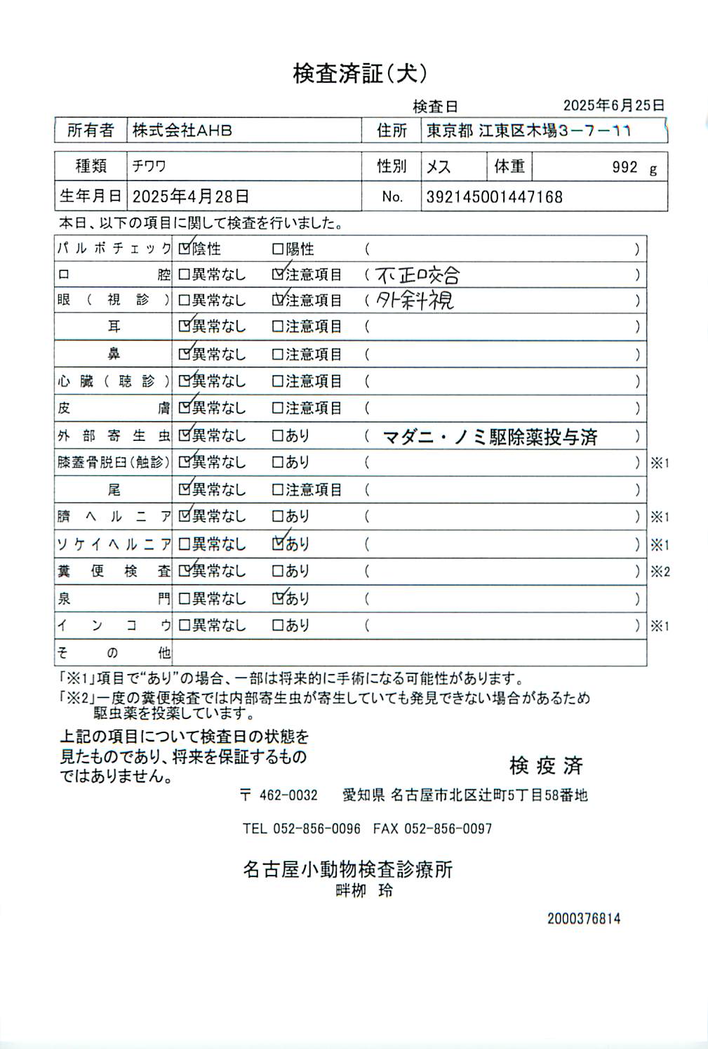 チワワ