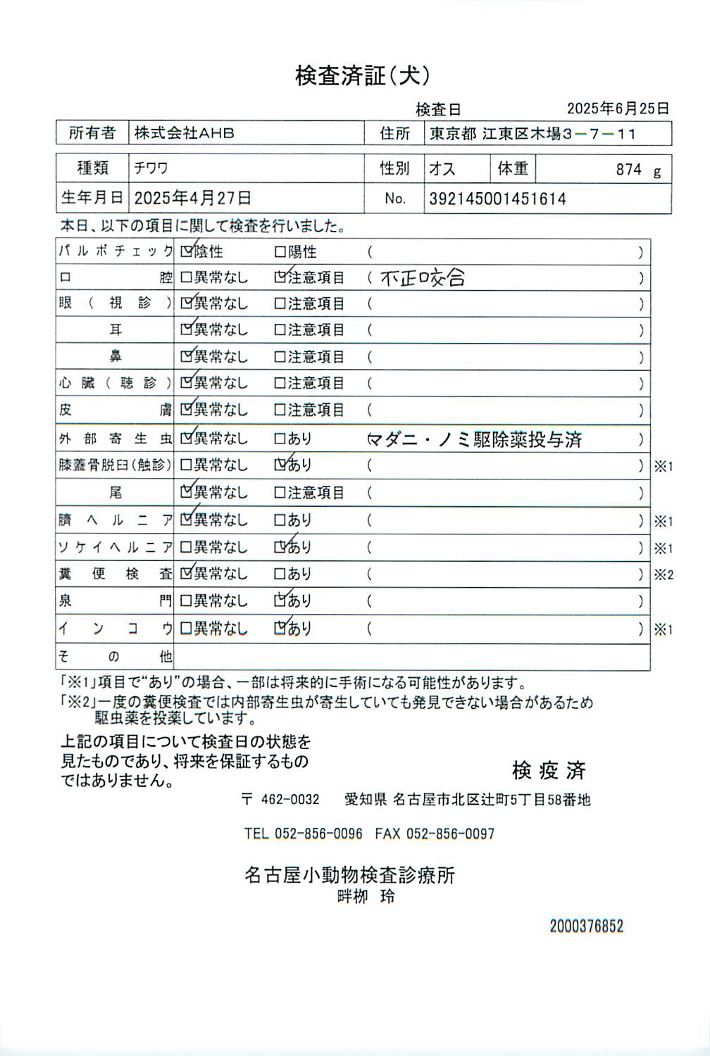チワワ