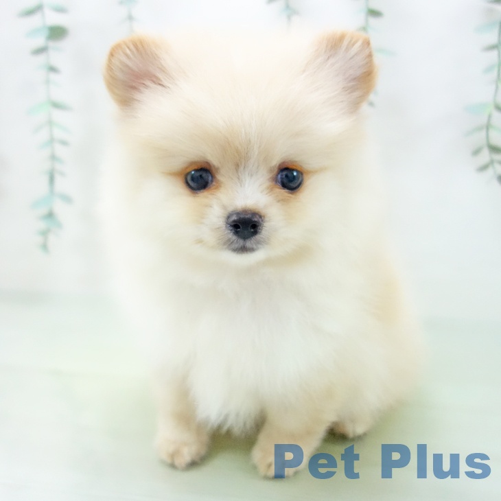 岩手県のポメラニアン (ペットプラス盛岡南店/2025年4月27日生まれ/男の子/クリーム)の子犬