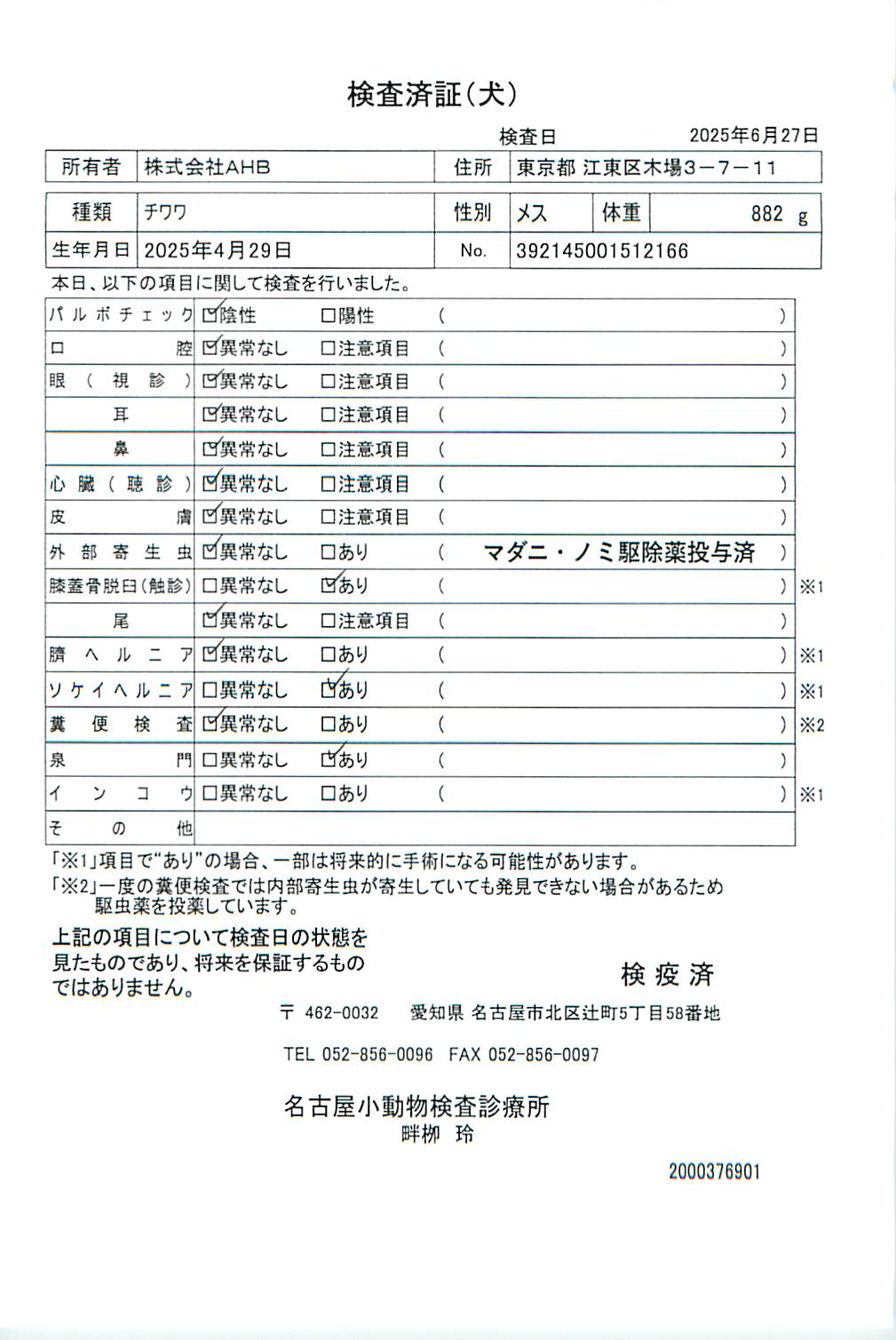 チワワ