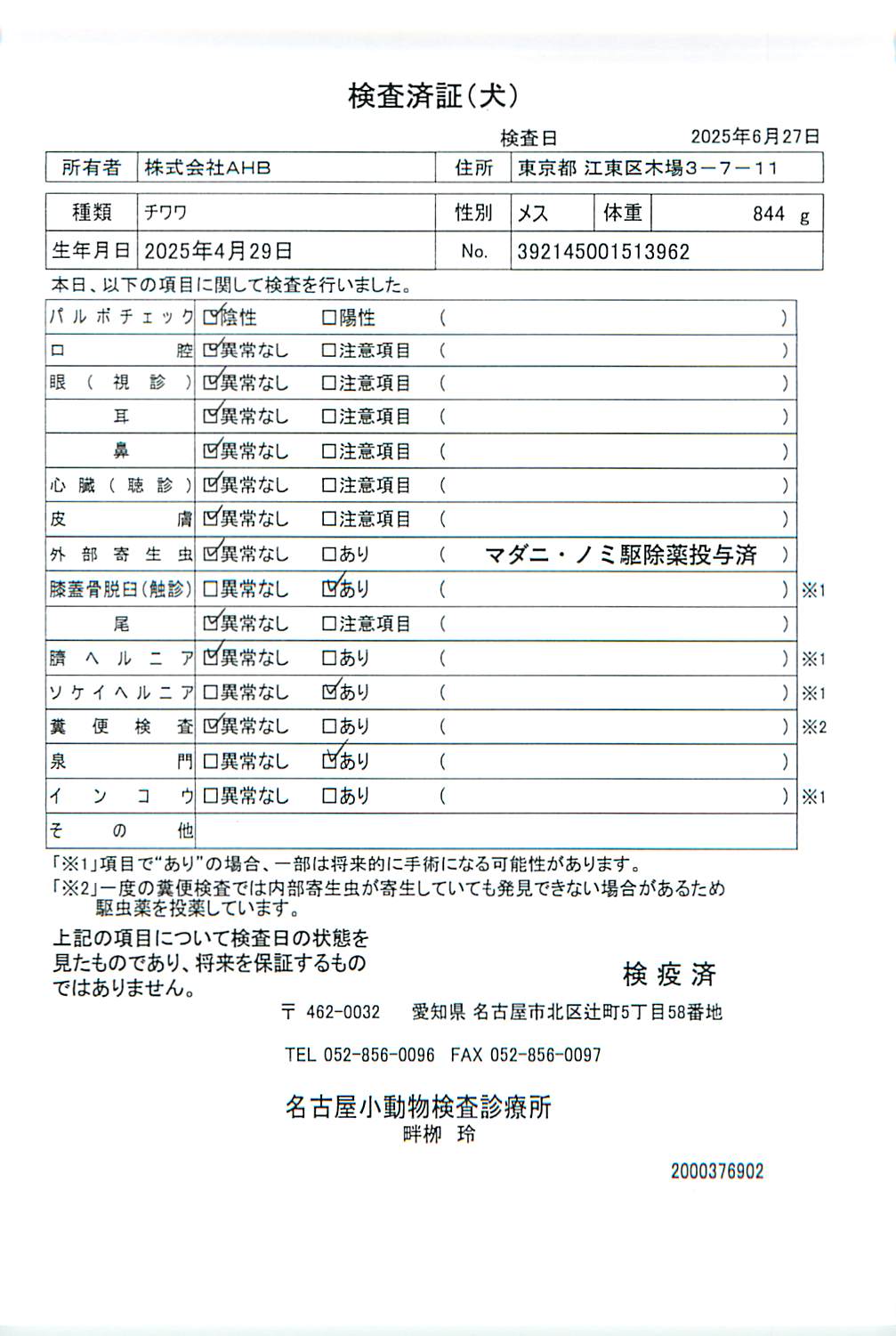 チワワ