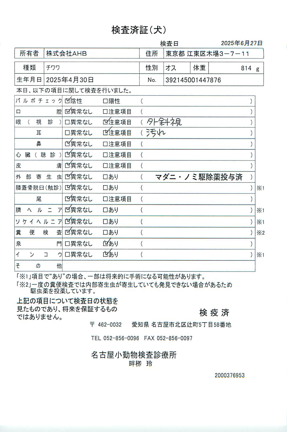 チワワ