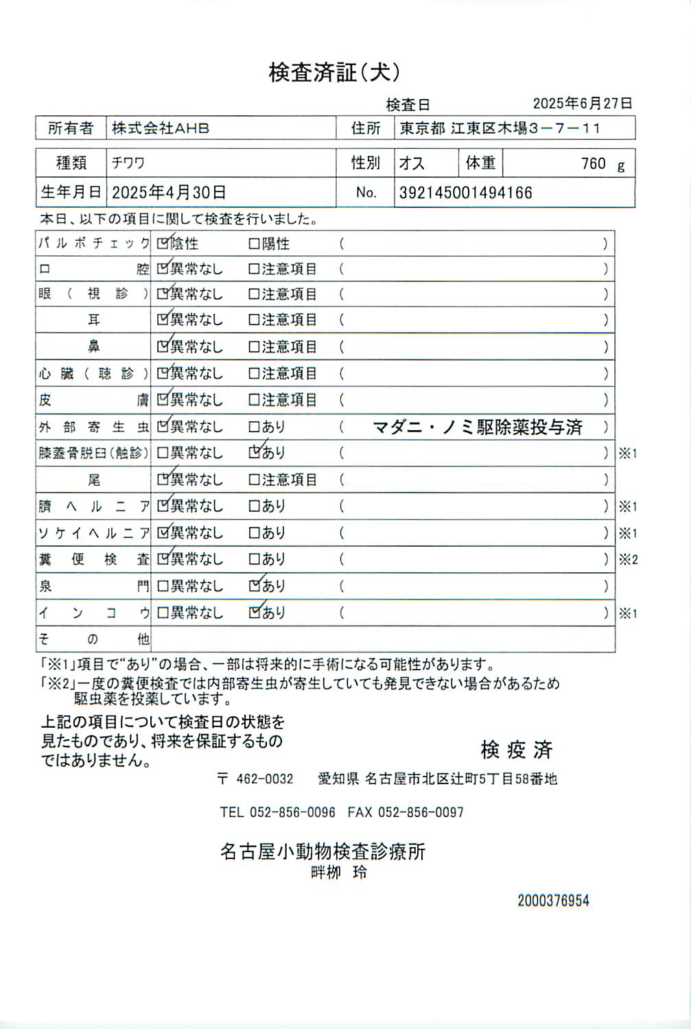 チワワ