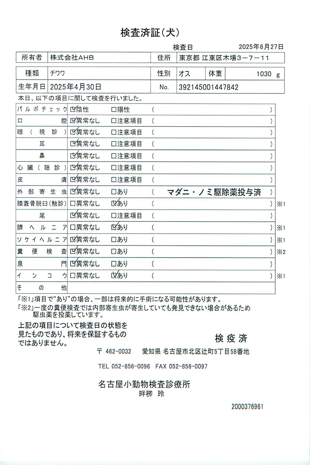 チワワ